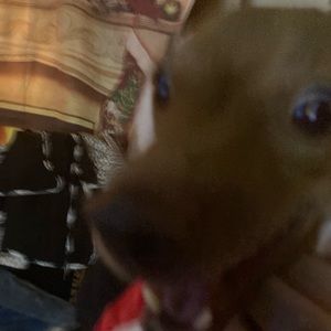 Meet your Posher, Cody